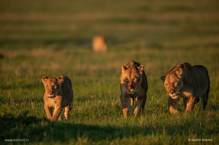 Deploying Camera Traps