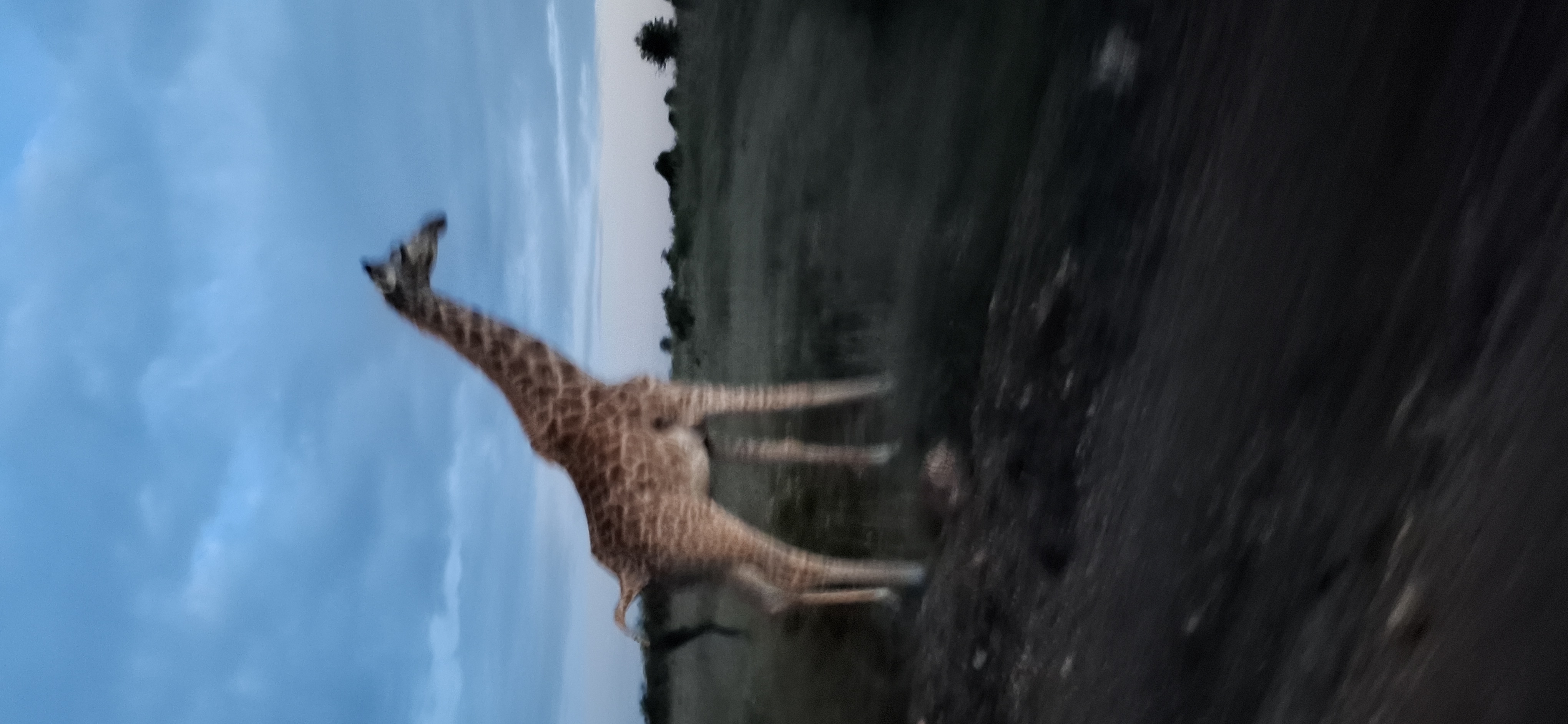 ConservaCam dashboard preview